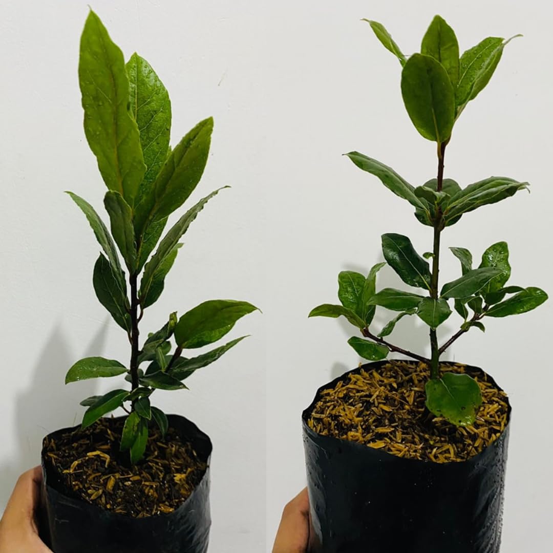 Pack 2 Sweet Bay Laurel Trees, Laurus Nobilis Plants, Bay Leaf Tree Live Plant, 4 to 9 Inches