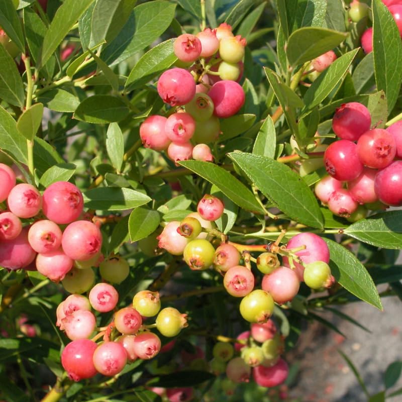 2 Blueberry Plants, Blueberry Tree Live Plant, Blueberry Shrub 1 Year Old, Sweet Blueberry Bush Live Plant, Blueberries Bareroots (Pink Lemonade Blueberry)