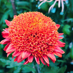 2 Mums Plants Live, Dark Red Chrysanthemum Plants Live, 5 to 7 Inc in Height, No Potted, Chrysanthemum Flower Mum Live Plant
