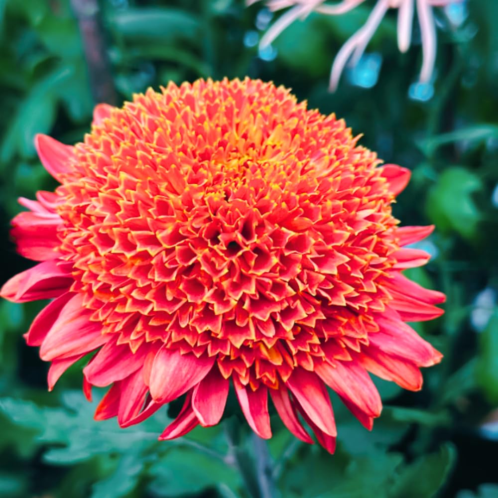 2 Mums Plants Live, Dark Red Chrysanthemum Plants Live, 5 to 7 Inc in Height, No Potted, Chrysanthemum Flower Mum Live Plant