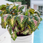 Elephant Ear Plants, Rare Colocasia Plant Live, Perennial Esculenta Taro Alocasia 4-8 Inch Tall, Indoor Outdoor Garden (Pink Veining)