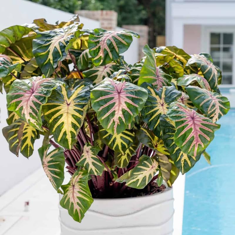 Elephant Ear Plants, Rare Colocasia Plant Live, Perennial Esculenta Taro Alocasia 4-8 Inch Tall, Indoor Outdoor Garden (Pink Veining)