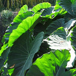 Combo 2 Jack Giant Green Colocasia Live Plants, 5 to 8" in Tall, Elephant Ear Esculenta Taro Alocasia Live Plant for Planting, Live House Plant Colocasia