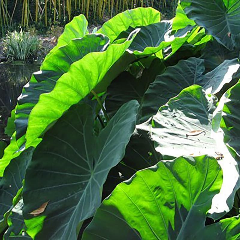 Jack Giant Colocasia Live Plant, 5 to 8" in Tall, Taro Elephant Ear Alocasia Esculenta Live Plant for Planting, Live Colocasia Houseplant