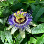 Pack 2 Passion Flower Plants Live, Passiflora Vine Well-Rooted, 5-7 Inch Tall Climbing Vine for Garden Trellises and Fences, No Pot (Blue Passion Flower)
