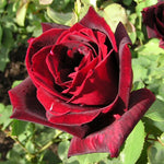 Rose Plant Live for Planting, Bareroot 6-10 Inch Tall, Climbing Vine Bush Shrub for Flowering (Red Rose)