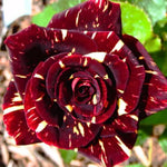 Rose Plant Live, Rose Bush Live Plant, Fragrant Flowers Ready to Plant, 5-9 Inch Height, Well-Rooted, No Pot (Stripe Rose)