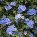 Set 5 Blue Plumbago Plants Cuttings, 8-10 Inches Tall Flower Plumbago Vine Plant Cutting for Planting, Unrooted