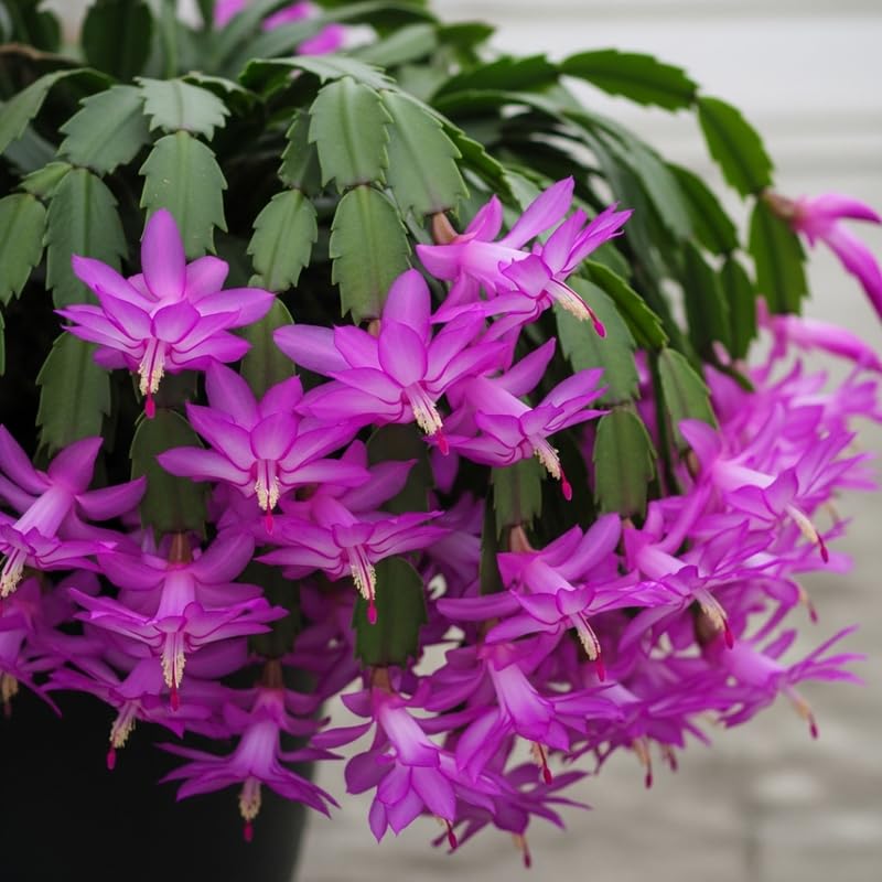 Christmas Cactus Plants Live, Thanksgiving Cactus Easter Cactus Like, 4-8 Inc Tall, Cold Hardy, Holiday Cactus for Indoor Outdoor Planting, Starter Size (Purple)