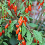 Live Goji Berry Plant, 4-8 Inches Tall, Goji Berry Plant Live, Well Rooted Berry Bush for Backyard and Home Gardens