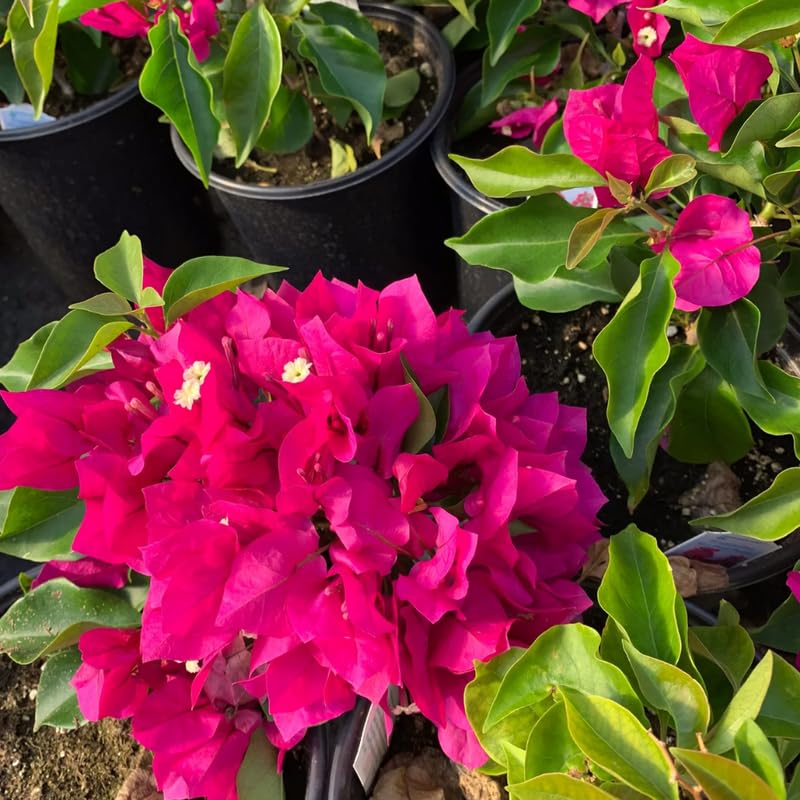 Set 2 Bright Pink Bougainvillea Live Plants 4-7 Inches Tall, Vibrant Bumgainvillea Flowering Vines for Garden, Patio Containers and Indoor Growing