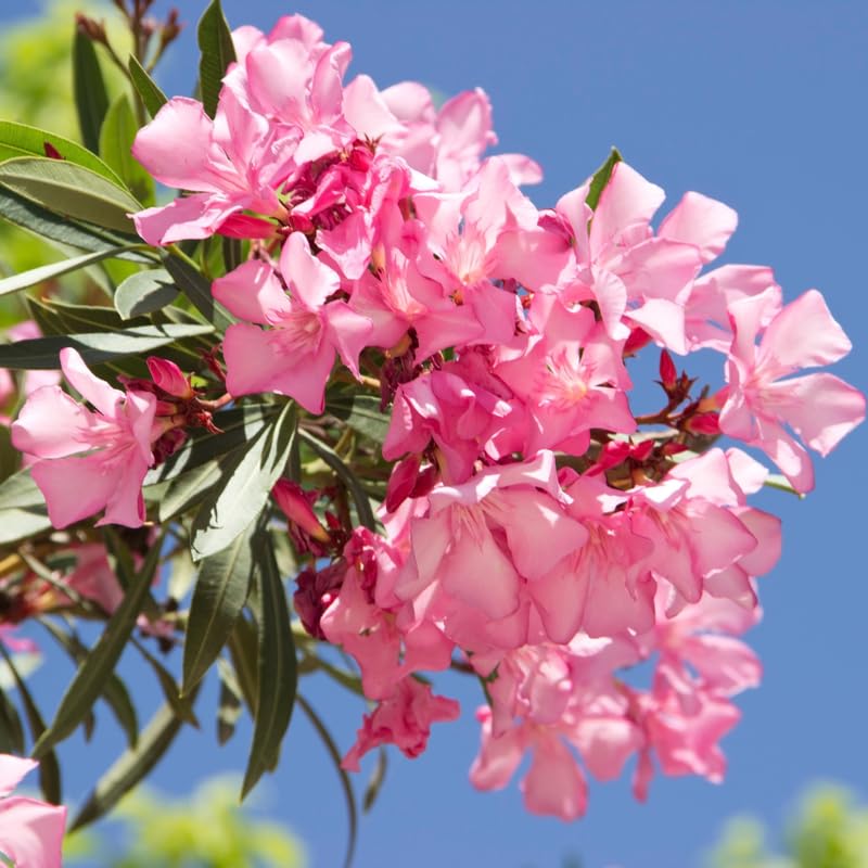 Set 2 Oleander Plants Live, Flowering Oleander Bush Shrub Ready to Grow Outdoor, 5-7 Inch Tall