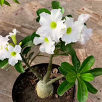 2 Mix Adenium Desert Rose Plant Live, Desert Rose Live Plant, 4 to 6 Inc Tall