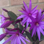 Easter Cactus Plants Live, Spring Bloom, Cold Hardy, 5-9" in Tall, No Pot, Starter Holiday Cactus Plant for Indoor Outdoor Houseplants (Purple)