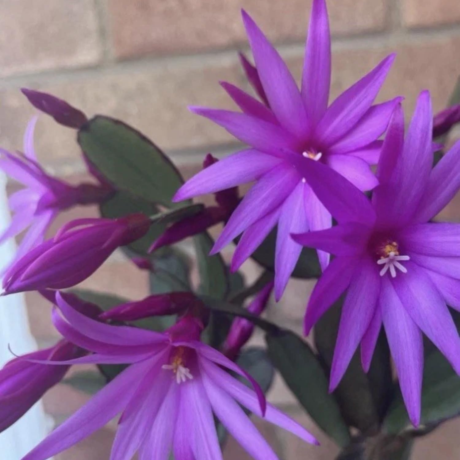 Easter Cactus Plants Live, Spring Bloom, Cold Hardy, 5-9" in Tall, No Pot, Starter Holiday Cactus Plant for Indoor Outdoor Houseplants (Purple)