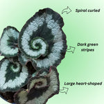 Begonia Live Plant, Begonias Live Plant, Rare Begonias Plants, 5-7 Inches in Height for Indoor Houseplant (Green Begonia)