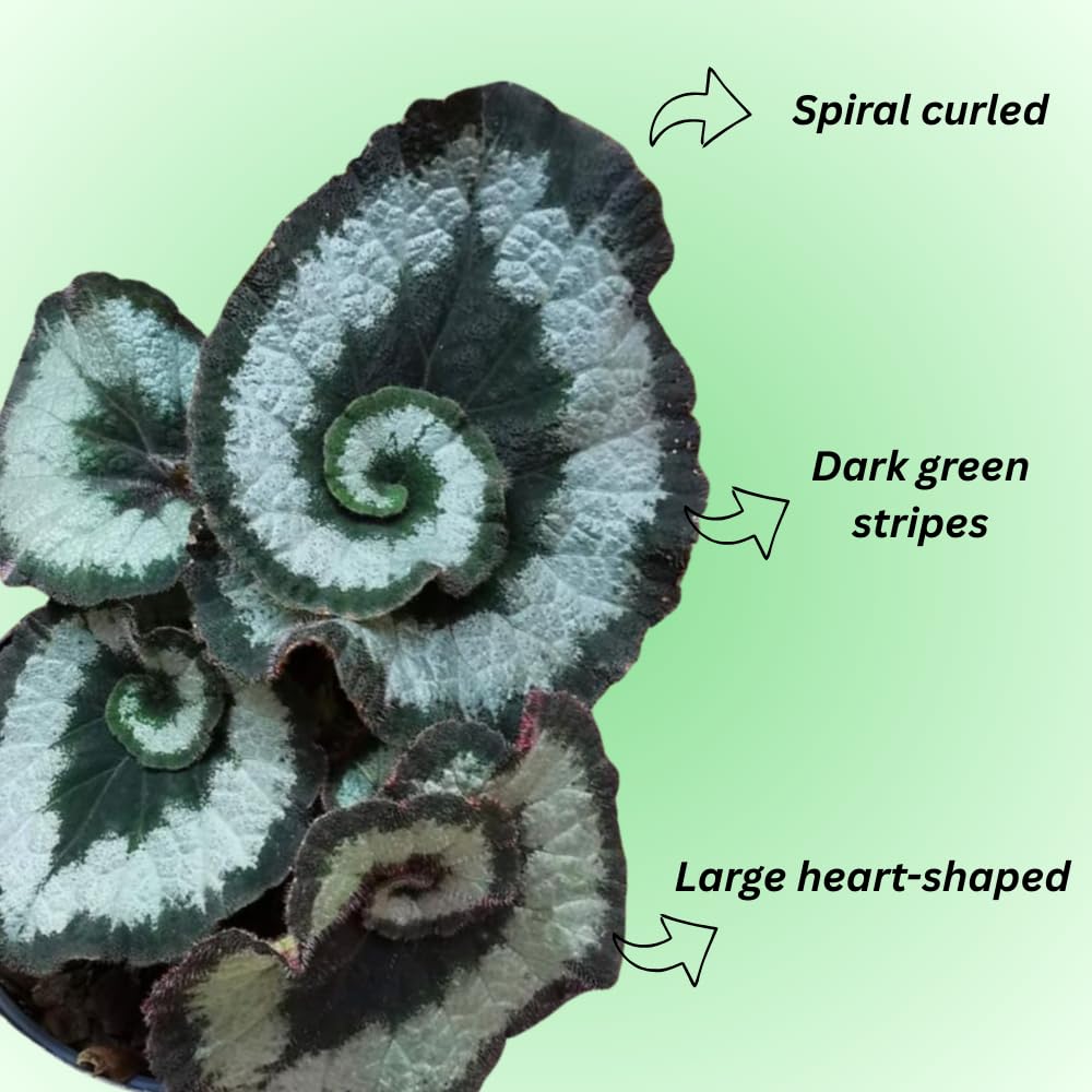 Begonia Live Plant, Begonias Live Plant, Rare Begonias Plants, 5-7 Inches in Height for Indoor Houseplant (Green Begonia)
