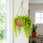 Pack of 2 Creeping Jenny Plants Live, Creeping Jenny Plants, 3-5 Inches Tall, Trailing Ground Cover for Indoor Outdoor Growing