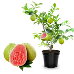 Large Sweet Pink Guava Tree for Planting, 20 to 24 Inches Height in Pot, Sweet Guava Trees Fruit for Gardening