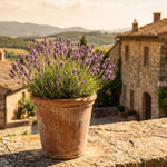 4 Provence Lavender Plants Live, Fragrant Lavender Herb for Garden, Patio Containers and Indoor Décor, 4-7 Inches Tall