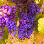 Random Grape Vines Live Plants for Planting, 5-10" Grape Tree for Outdoor Garden, Dormant in Winter, Cold Hardy, Sweet Flavor