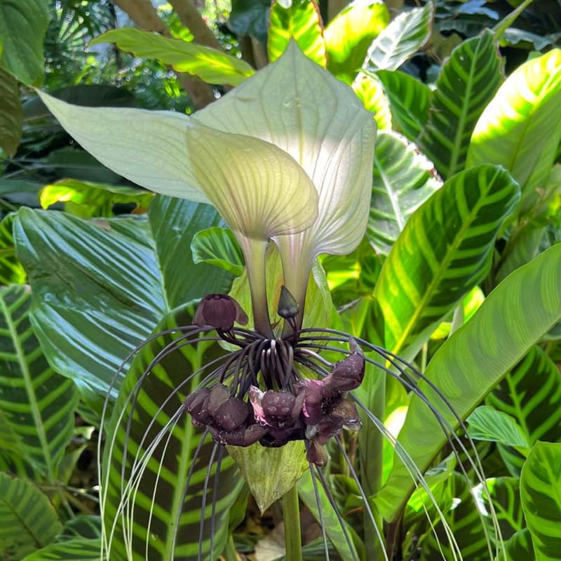 Bat Orchid Plant Live for Planting, in 2 Inch Pot, Tacca Chantrieri Flower Live Plants, Houseplants Live to Grow (White)