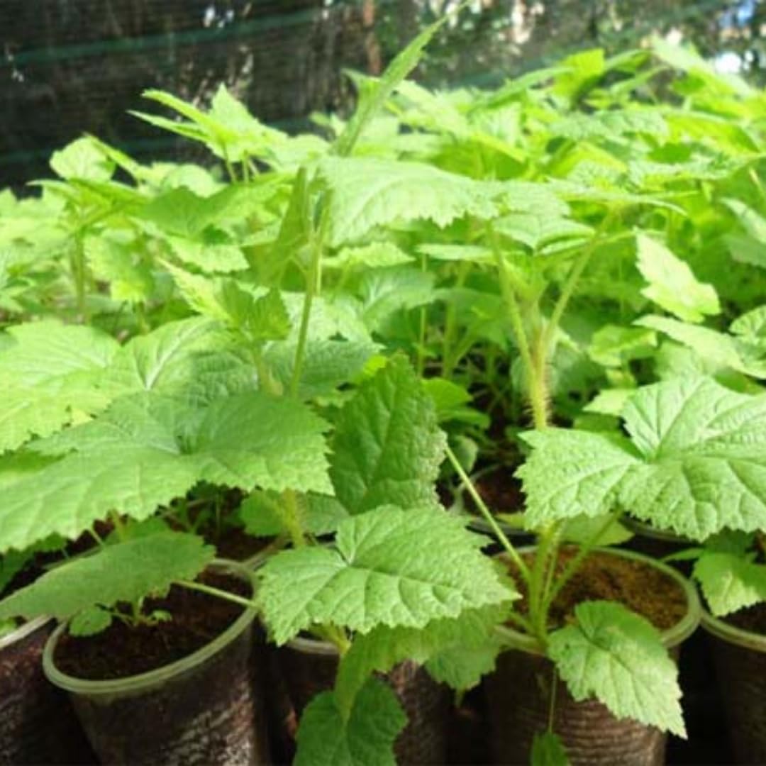 Everbearing Raspberry Bush Plant Live, Cold Hardy, Raspberries Plants Established Roots Live for Planting, 1 Plant 5-9 Inc Tall, No Pot (Yellow)