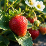 Pack 2 Red Strawberry Plants Live for Planting, Hardy and Sweet Strawberry Plant, 4 to 6 Inches Tall, Strawberries Fruit