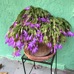 Christmas Cactus Plant Live, Starter Holiday Thanksgiving Cactus Plant for Indoor Outdoor Houseplants, Fasle Easter Cactus Plants Like, Cold Hardy, 5-9" in Tall (Purple)