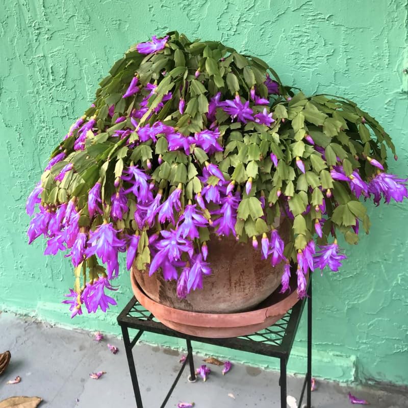 Christmas Cactus Plant Live, Starter Holiday Thanksgiving Cactus Plant for Indoor Outdoor Houseplants, Fasle Easter Cactus Plants Like, Cold Hardy, 5-9" in Tall (Purple)