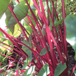 Red Stems Colocasia Live Plant, 5 to 8" in Tall, Taro Elephant Ear Alocasia Esculenta Live Plant for Planting, Live Colocasia Houseplant