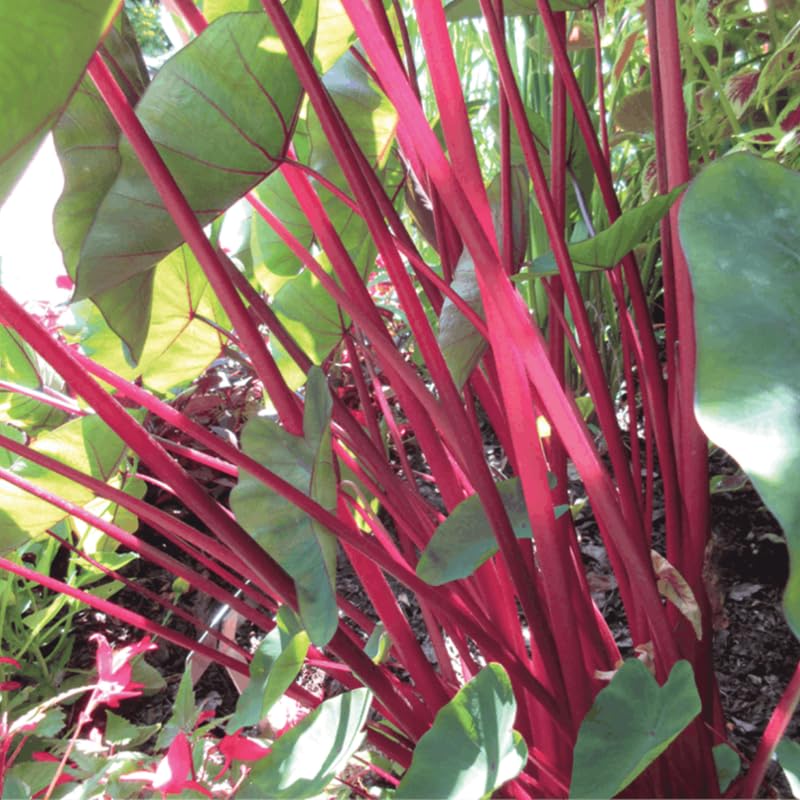 Red Stems Colocasia Live Plant, 5 to 8" in Tall, Taro Elephant Ear Alocasia Esculenta Live Plant for Planting, Live Colocasia Houseplant