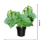 Luffa Plants Live, Live Luffa Plants, 02 Plants in 4 Inch Pot, Luffa Gourd Plant, Loofah Plant Live Indoor Outdoor