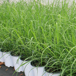 6 Live Lemon Grass Plants for Outside, No Pot, Established Root Lemongrass Plants Live Outdoor Indoor Planting, Perennial Zones 9-11