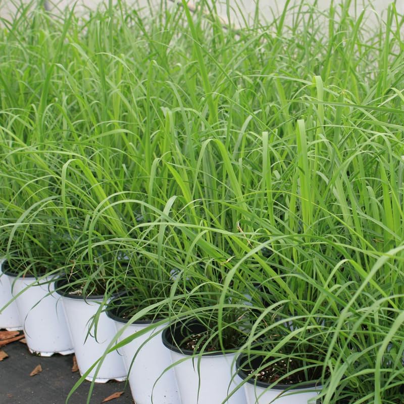 6 Live Lemon Grass Plants for Outside, No Pot, Established Root Lemongrass Plants Live Outdoor Indoor Planting, Perennial Zones 9-11