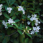 2 White Jasmine Plants Live, 4 to 7 Inc Tall, Jasmine Live Plant Climbing Flower
