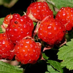 4 Hardy Raspberry Trees Live Plants, Purple Everbearing Raspberries Bushes Plants 5 to 10 Inc Tall, Well-Rooted, No Pot, Sweet Flavor (Caroline Red)