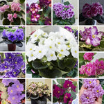 African Violet Live Plant in 4" Pot, Random African Violets Plants Houseplant Well-Rooted, Indoor Outdoor Blooming, Holiday Flower Bush