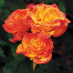 Rose Plant Live, Rose Bush Live Plant, Fragrant Flowers Ready to Plant, 5-9 Inch Height, Well-Rooted, No Pot (Rare Rose)