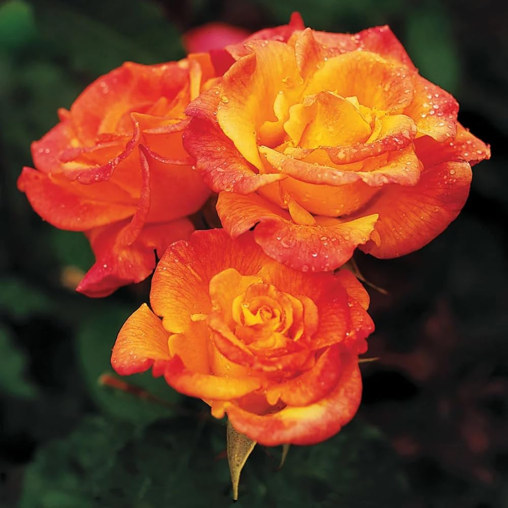 Rose Plant Live, Rose Bush Live Plant, Fragrant Flowers Ready to Plant, 5-9 Inch Height, Well-Rooted, No Pot (Rare Rose)
