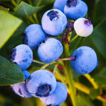 2 Blueberry Plants Live, Blueberry Trees Live Plant, Blueberry Bush Live Plant, 5-12" Tall, Blueberries Fruit Tree Ready to Grow (Misty Blueberry Plants)