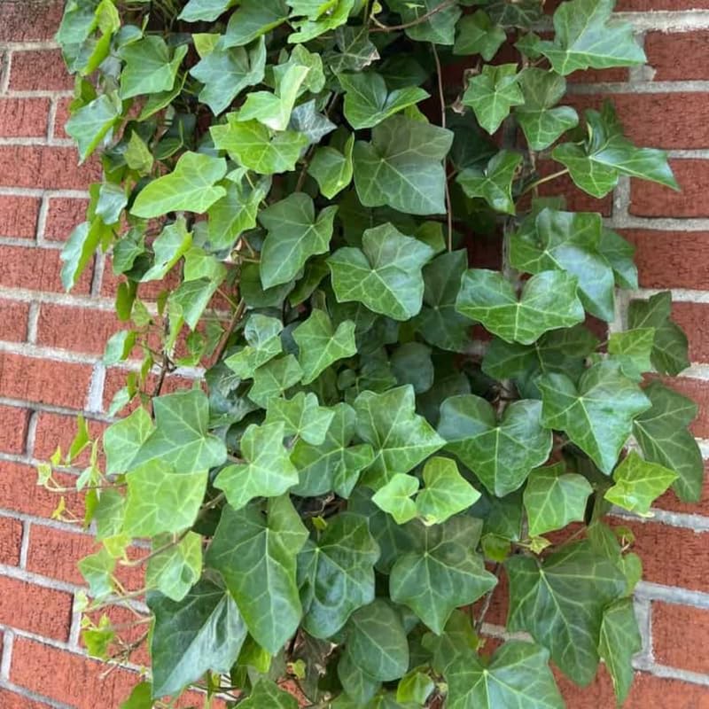 English Ivy Plant, Hardy English Ivy Ground Cover 5-7 Inches Tall