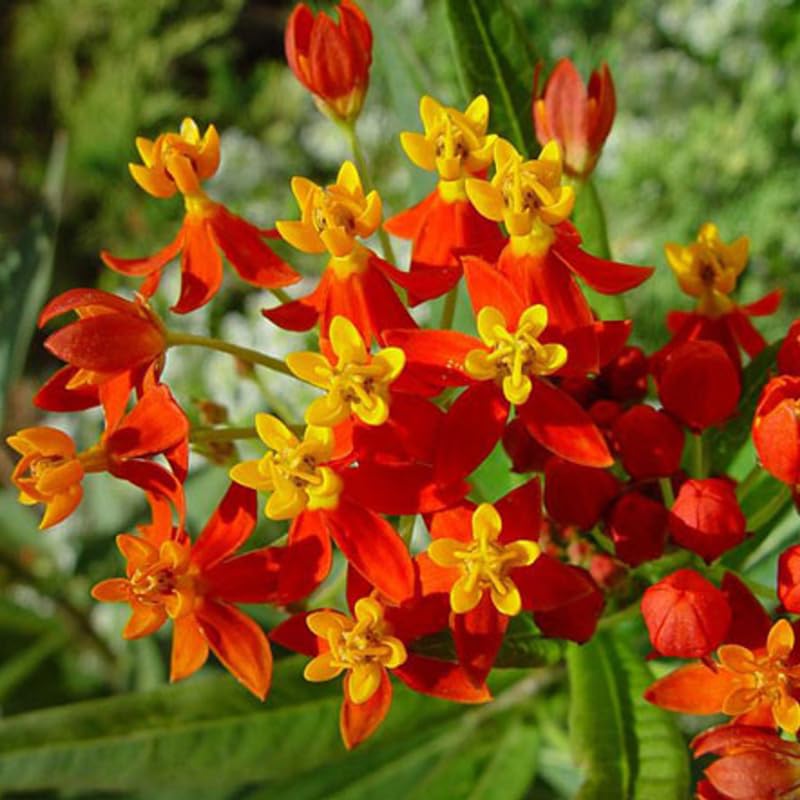 3 Deep Red Milkweed Plant Live, Asclepias Tuberosa Butterfly Bush, 4-8"