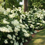 Hydrangea Plant Live Tree, Blooming Garden Bush Hardy Hydrangea Shrub, Oakleaf White Flowering Plant Indoor Outdoor Well-Rooted 5-9 Inc Tall, Stater Plant