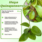 Green Hoya Quinquenervia Live Plant 3-7 Inch Tall, Five Veined Hoya Plant for Planting Indoor Outdoor, Houseplant for Decoration
