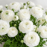 25 Ranunculus Bulbs for Spring Planting, Perennial Flowers Bulbs for Gardens, Vibrant Peony Buttercup Corms for Outdoor Borders (White Ranunculus)
