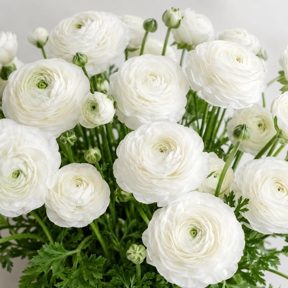 25 Ranunculus Bulbs for Spring Planting, Perennial Flowers Bulbs for Gardens, Vibrant Peony Buttercup Corms for Outdoor Borders (White Ranunculus)