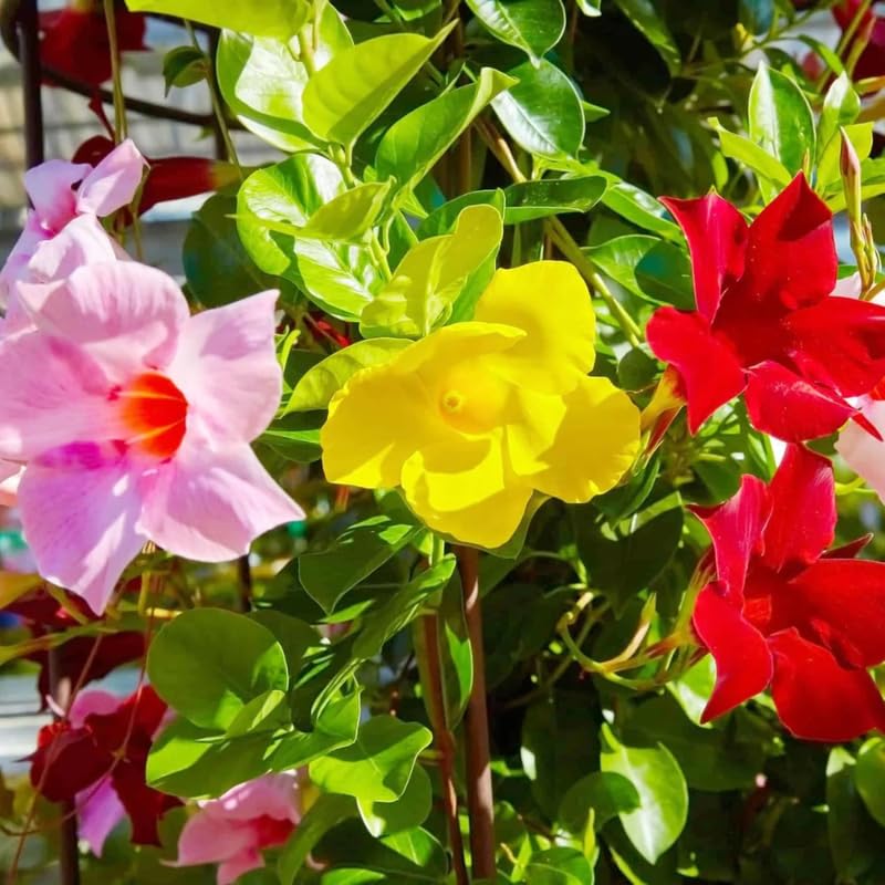 4 Mix Mandevilla Plants Live, Trailing Mandevilla Vine for Outdoor Planting, 4-6 Inch Tall Live Flowering Vine for Trellis or Containers