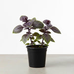 Basil Live Plant in 4″ Pot, Fresh Culinary Herb for Garden and Patio, Indoor Outdoor Growing (Blue Basil)