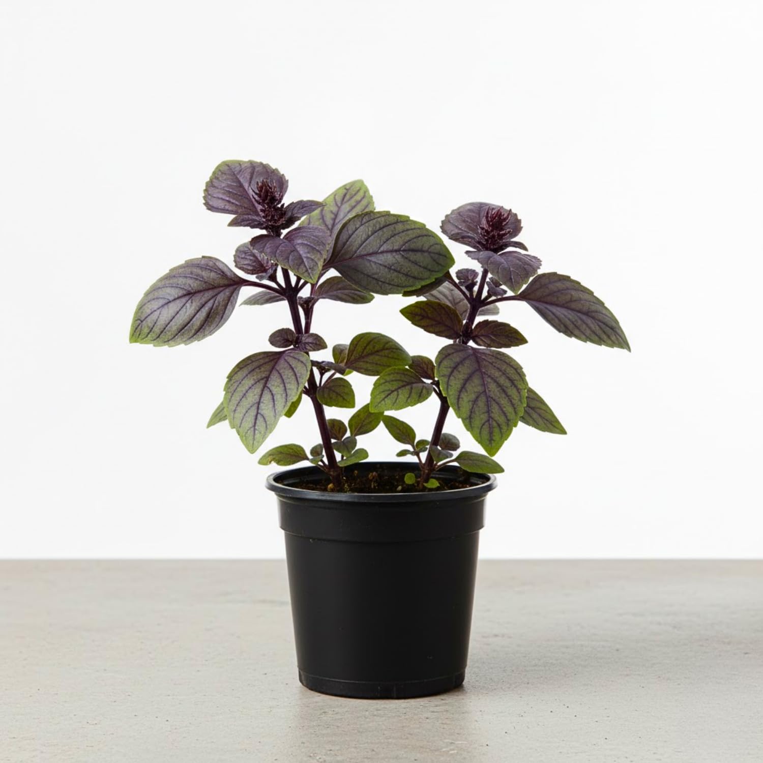 Basil Live Plant in 4″ Pot, Fresh Culinary Herb for Garden and Patio, Indoor Outdoor Growing (Blue Basil)